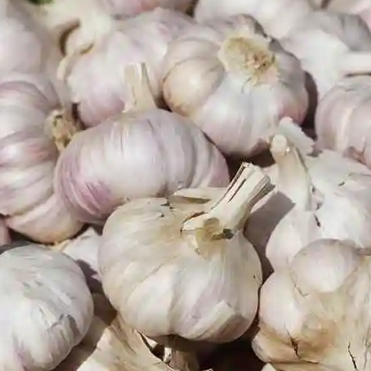 garlic